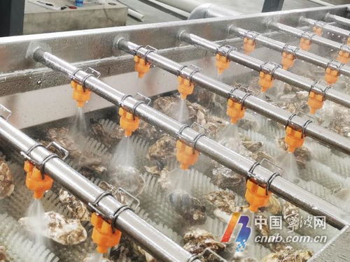 寧波人擁有專業(yè)生蠔清洗加工廠，消毒服務保障食品安全新標桿
